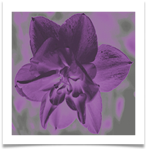 PURPLE DAFFODIL - Steve Hodson